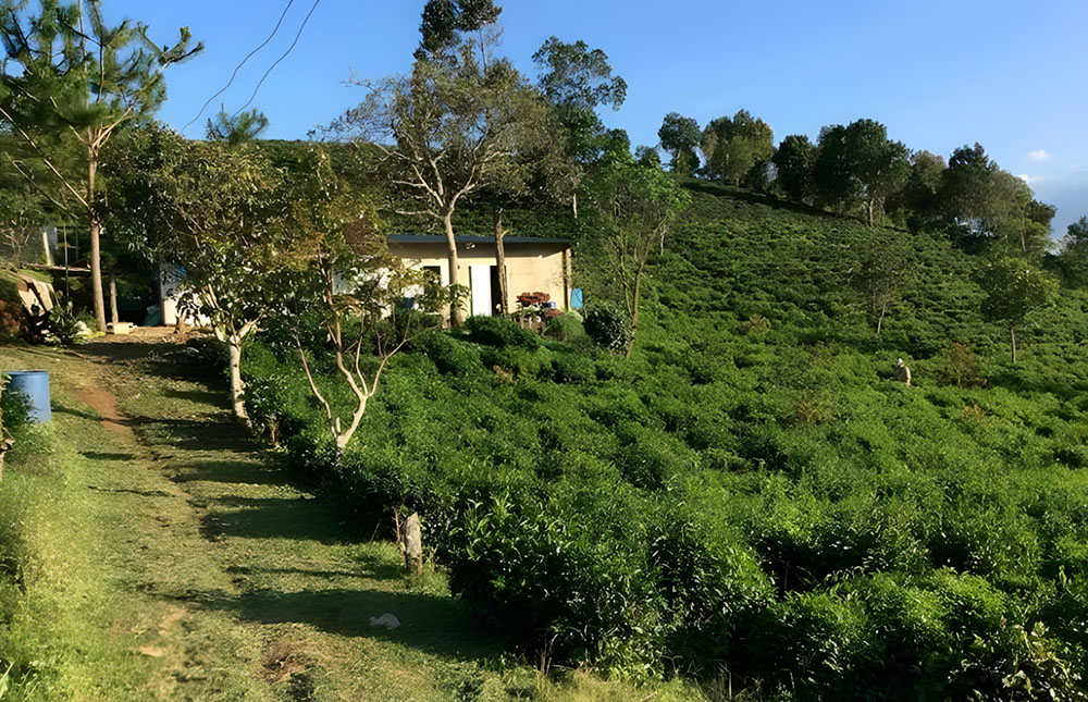 The Organic Life Homestay