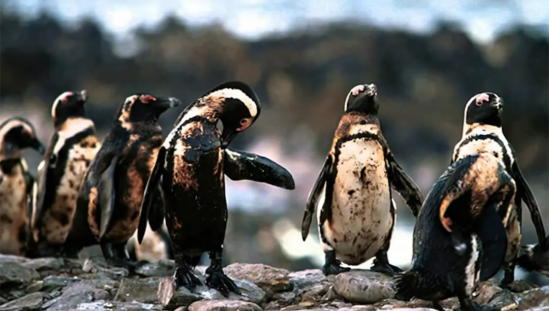 Hậu quả tiêu cực của ô nhiễm môi trường