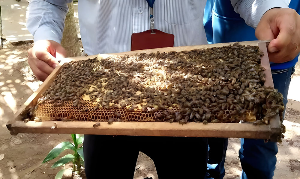 Trải nghiệm câu cá sấu