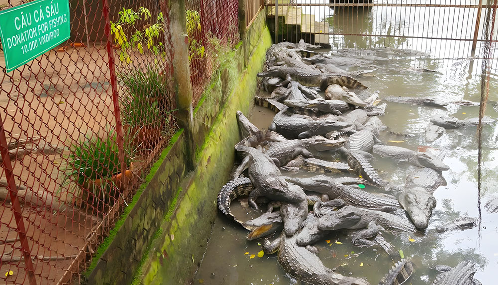 Tham quan khu di tích đạo dừa