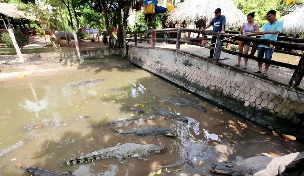 Đi xe ngựa/xuồng 3 lá 